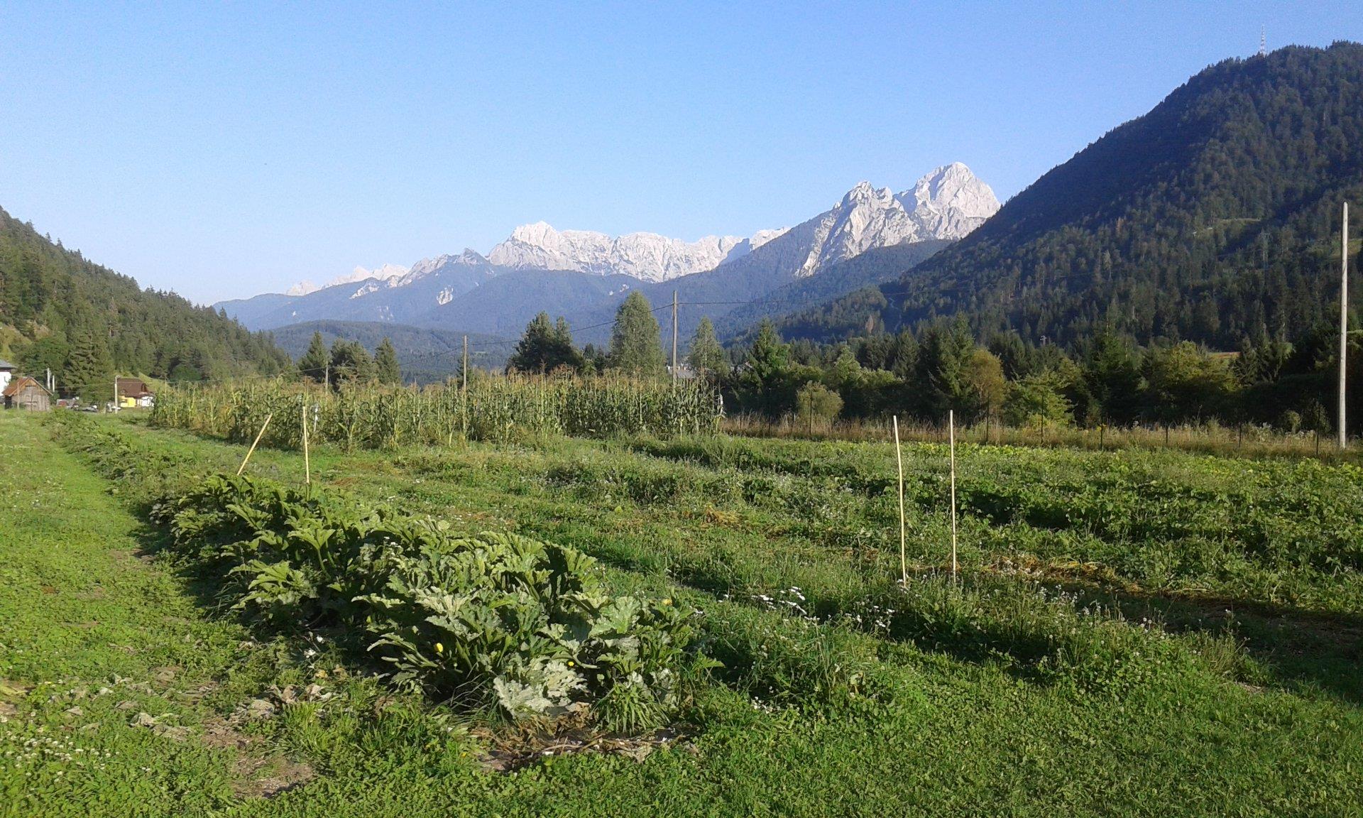 BAITA SULL'ORTO (Agriturismo) - Tarvisio