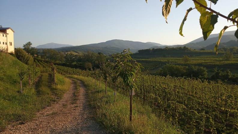 CA' LOVISOTTO WINES & HOSPITALITY  Agriturismo Prepotto