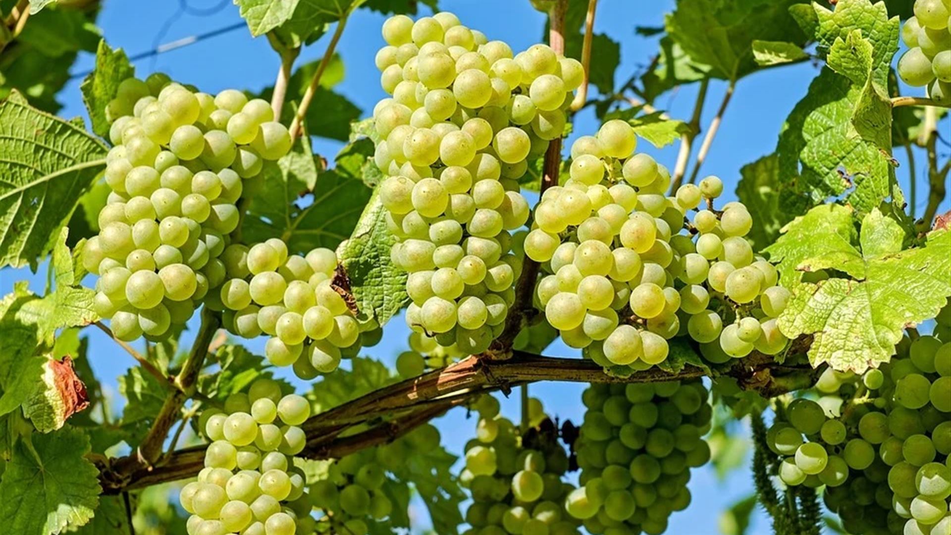 Vigneti Aperti FVG 2026: 17-18 ottobre