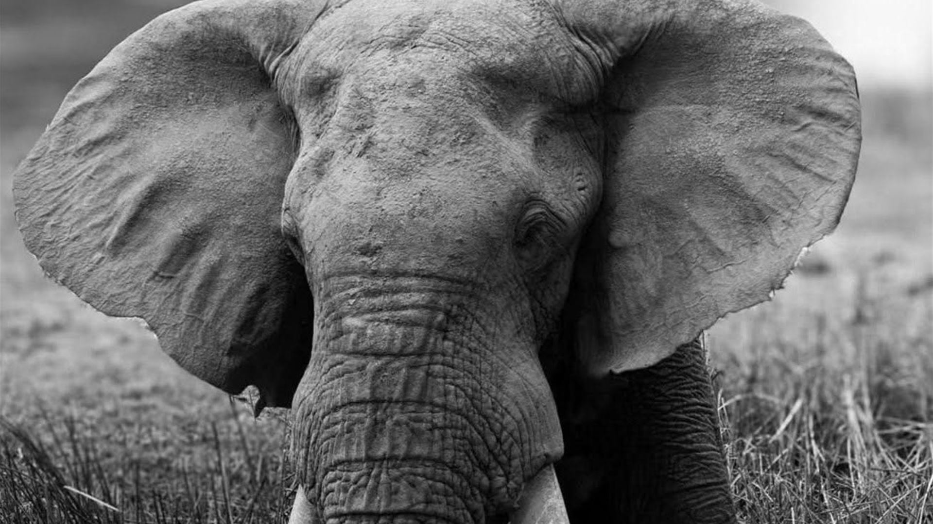 Immagine dell’evento — Kenya: I mille volti del Safari