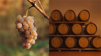 Dalle PREALPI GIULIE ai COLLI ORIENTALI del FRIULI