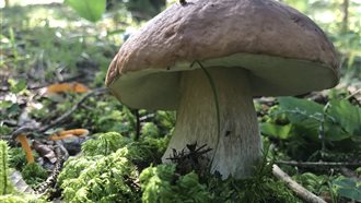 FESTA DEI FUNGHI - FORNI DI SOPRA