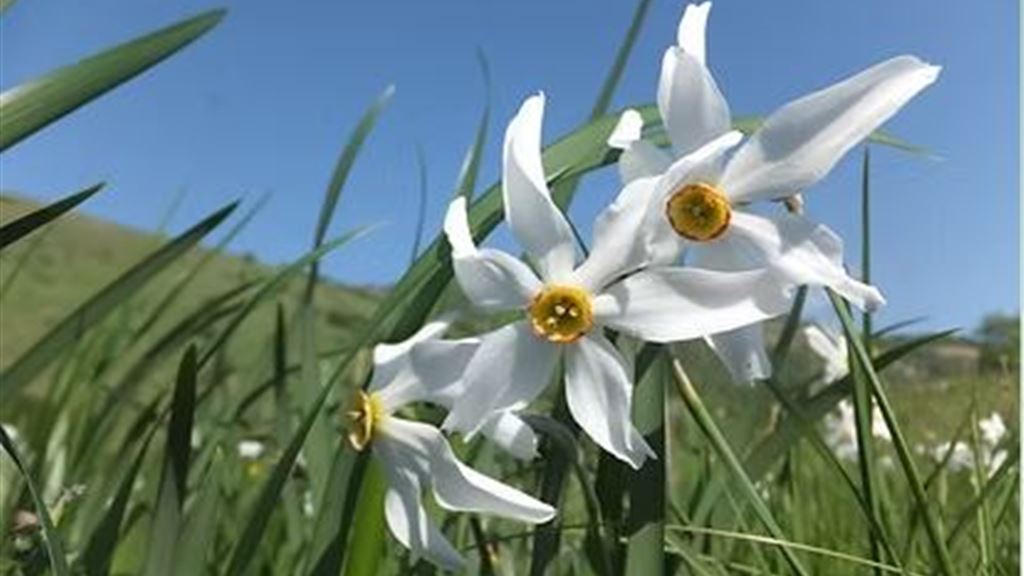 RAO. Narcisi a casera Rupeit