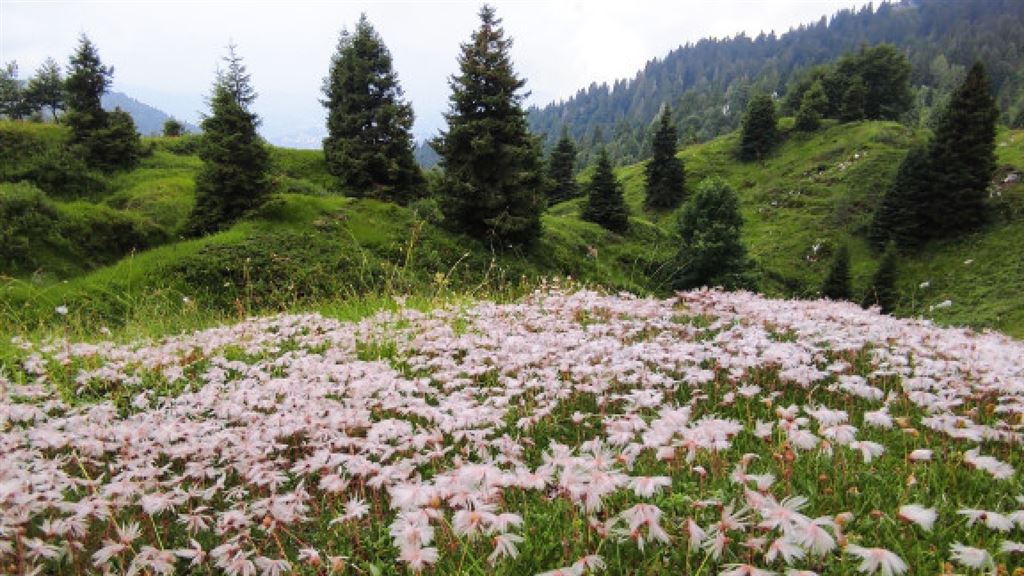Piancavallo in fiore