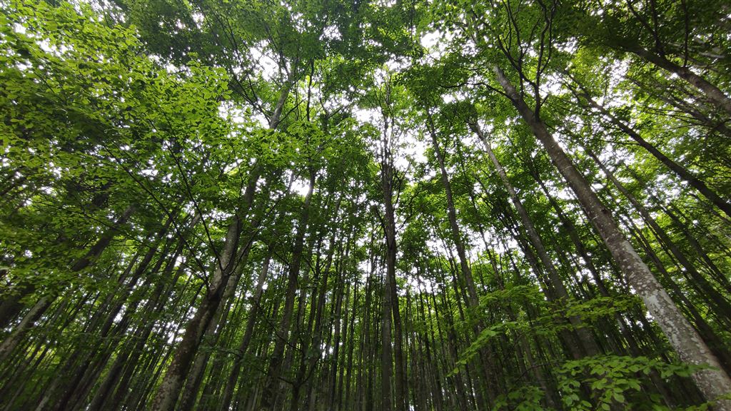Il mondo invisibile del bosco