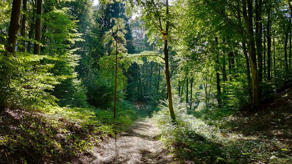 PASSIparole. La musica della natura.