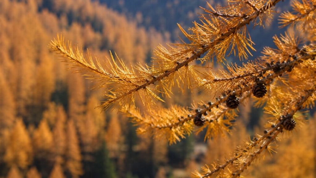 PASSIparole - Giallo colore larice.