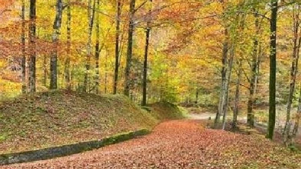 PASSIparole - Emozioni d'autunno nel bosco.