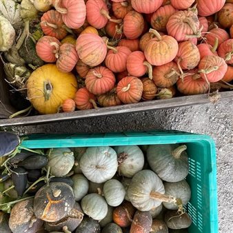 Mani nella terra, farina sulle dita e una zucca tutta da scoprire!