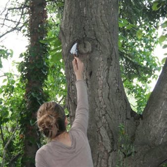 Mostra "Sguardi degli alberi"