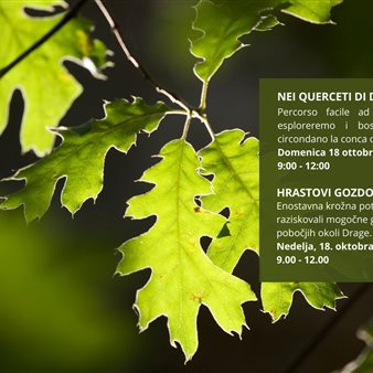 Riserva Naturale della Val Rosandra | Nei querceti di Draga