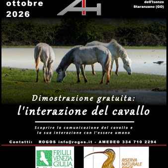 L'interazione del cavallo: dimostrazione gratuita
