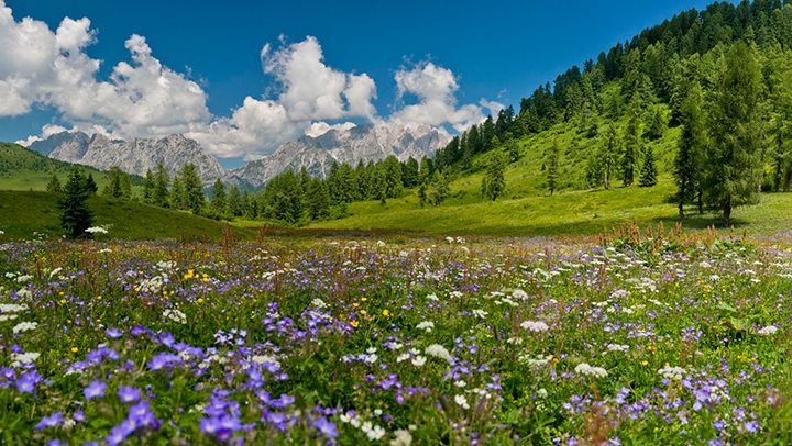 Paragrafo di Testo webcam - Sauris (webcam Forni di Sopra) - ESTATE